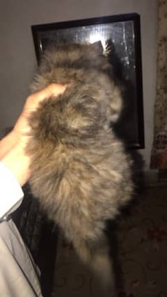 persion cat female contact number 03475242184