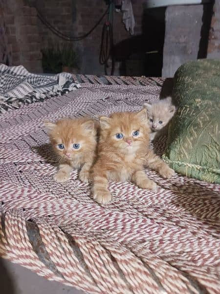 Kittens Available 30 days age 0