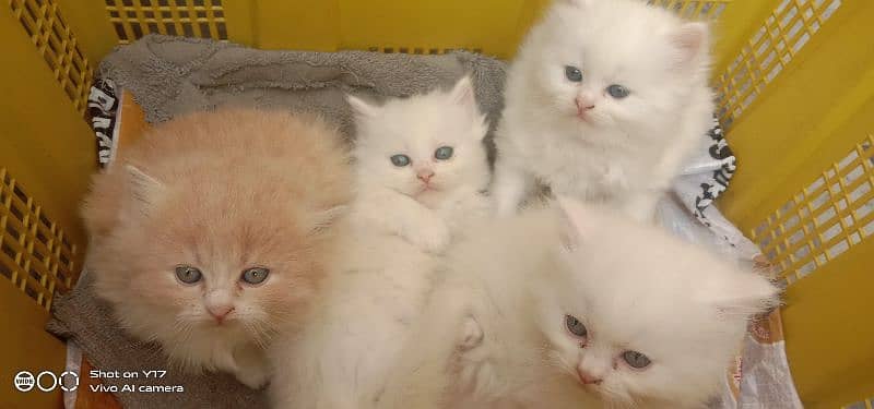 5 Beautiful Persian Kittens 0