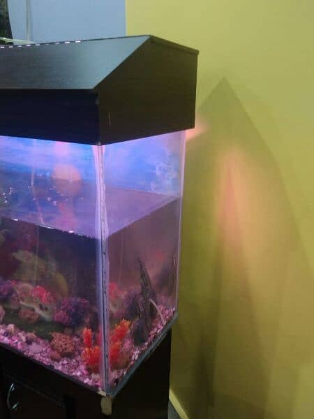 FISH AQUARIUM COMPLETE SETUP WITH ALL ACCESSORIES AND 5 FISHES 1