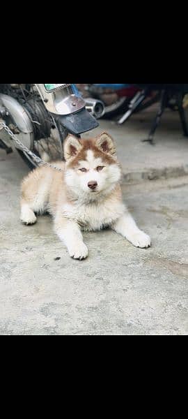 Siberian husky puppy contact no 03022744367 1