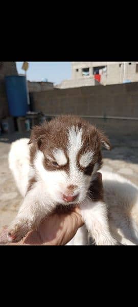 Siberian husky puppy contact no 03022744367 3