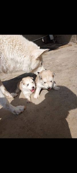 Siberian husky puppy contact no 03022744367 5