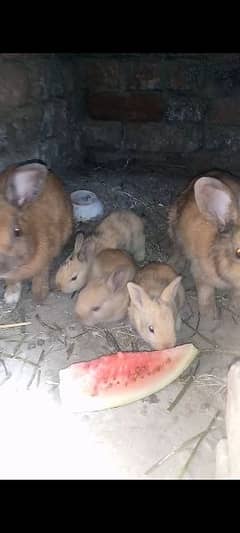 angora rabbit chicks