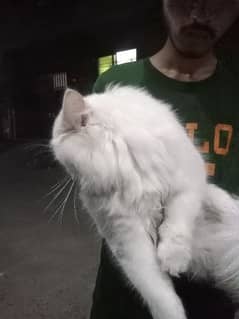 Persian male cat full white colour triple coated