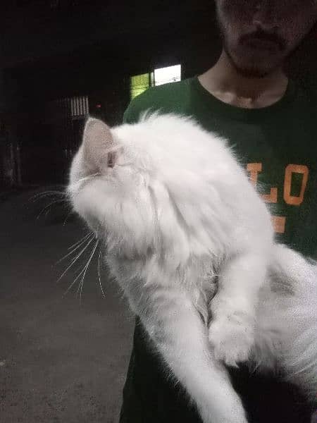 Persian male cat full white colour triple coated 0