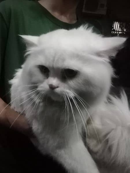 Persian male cat full white colour triple coated 1