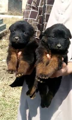 German Shepherd double coat pair 2 month Puppies For Sale