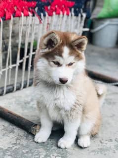 Siberian Husky puppy contact 03022744367