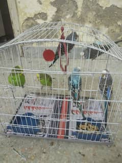 Budgies for sale 500 only