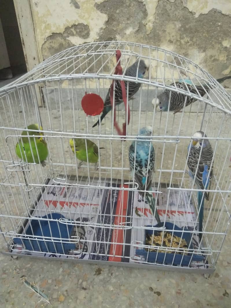 Budgies for sale 500 only 0