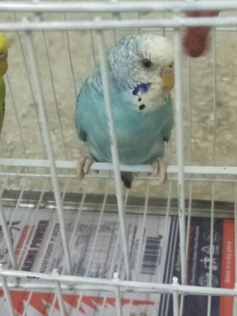Budgies for sale 500 only 1