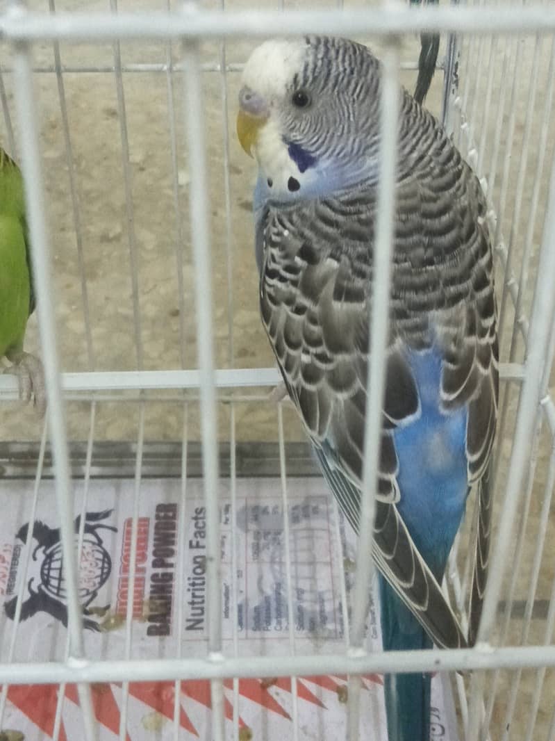 Budgies for sale 500 only 2