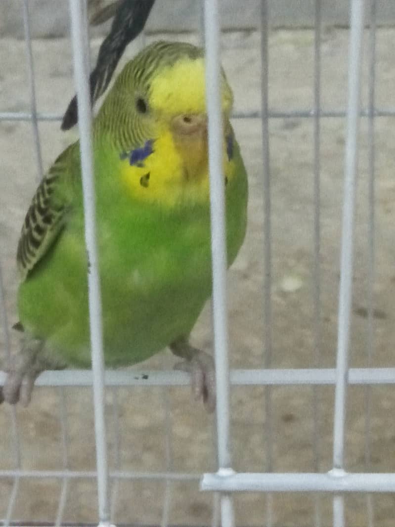 Budgies for sale 500 only 3