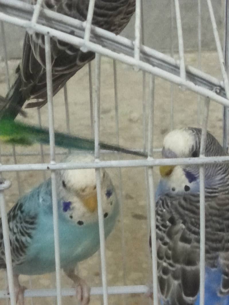 Budgies for sale 500 only 4