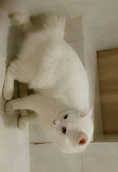 white Persian cat 0
