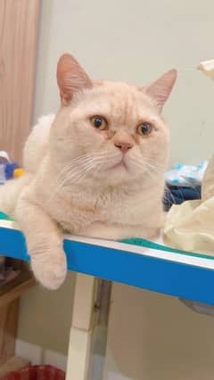 British short hair male cat for adoption
