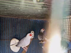 3 pair Common Doves pigeon
