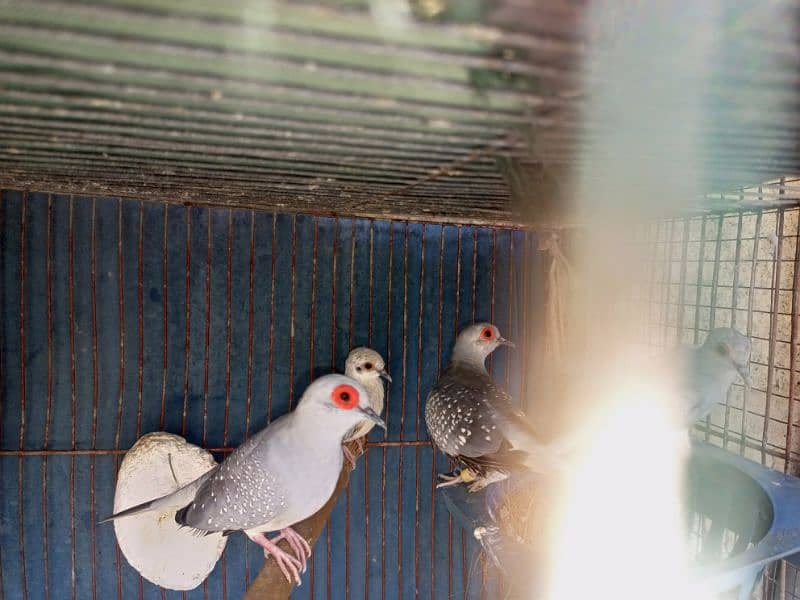 3 pair Common Doves pigeon 0