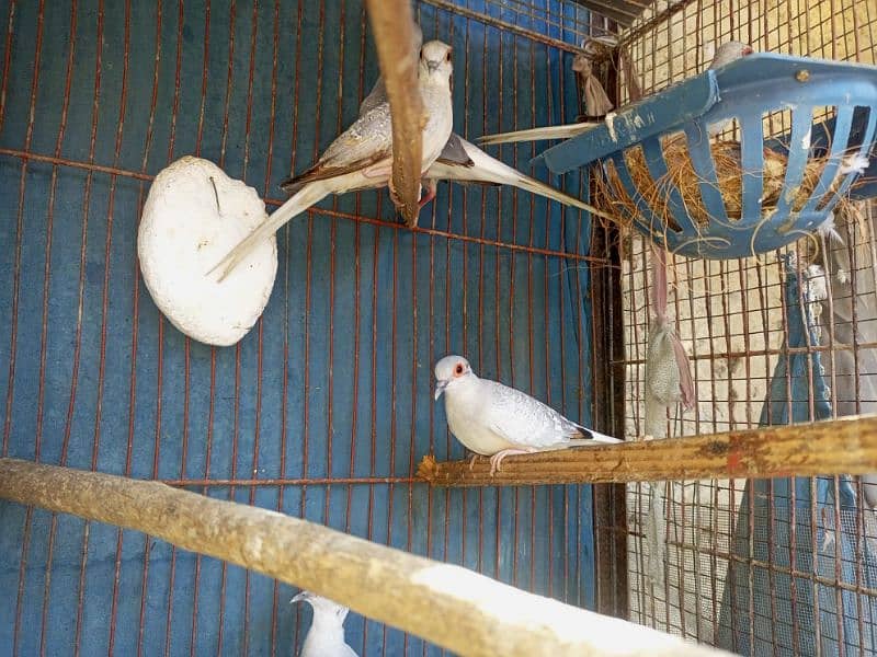 3 pair Common Doves pigeon 1