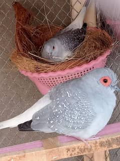 Dove birds for sale