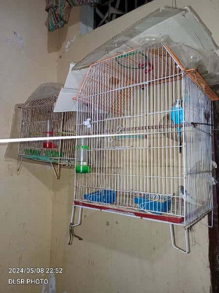 two budgie pair full active and healthy with cage sale 0