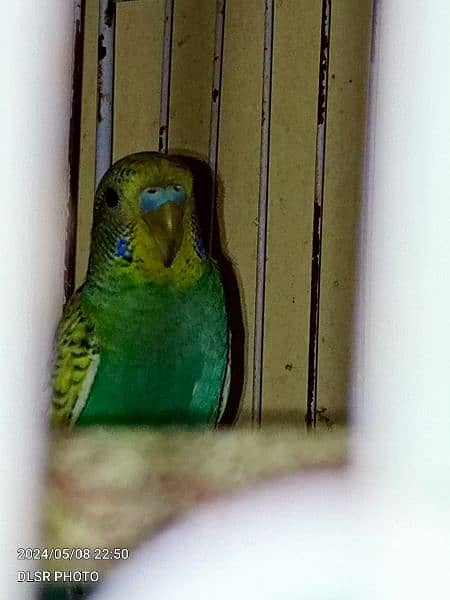two budgie pair full active and healthy with cage sale 1