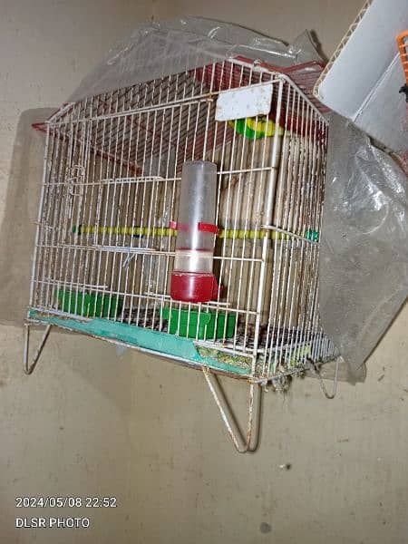 two budgie pair full active and healthy with cage sale 2