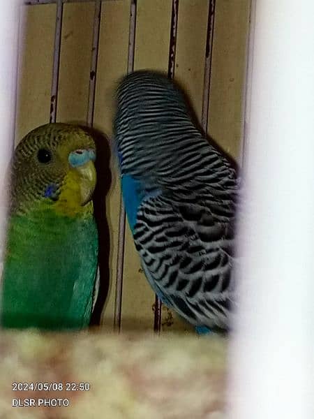 two budgie pair full active and healthy with cage sale 3