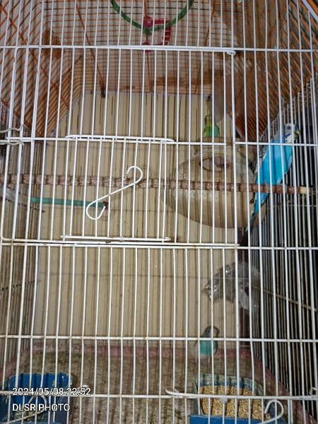 two budgie pair full active and healthy with cage sale 4