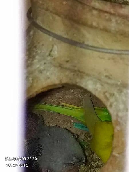 two budgie pair full active and healthy with cage sale 5
