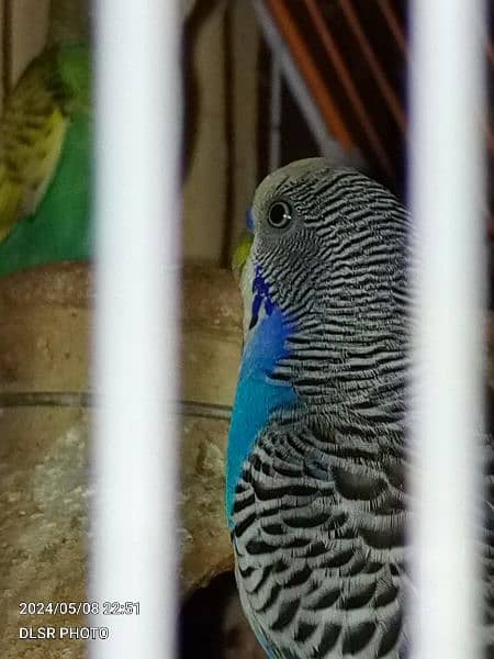 two budgie pair full active and healthy with cage sale 6