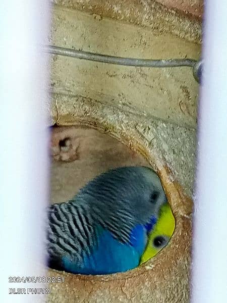 two budgie pair full active and healthy with cage sale 8