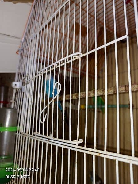two budgie pair full active and healthy with cage sale 9