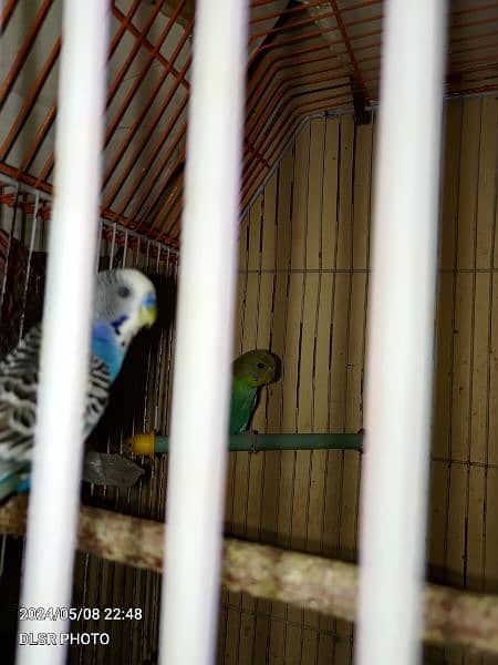 two budgie pair full active and healthy with cage sale 10