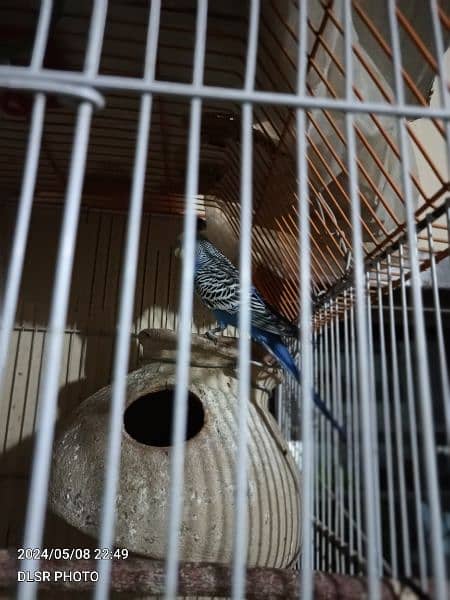 two budgie pair full active and healthy with cage sale 11