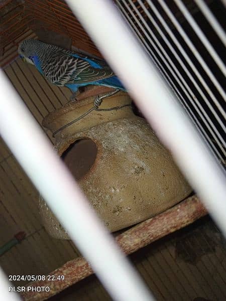 two budgie pair full active and healthy with cage sale 13