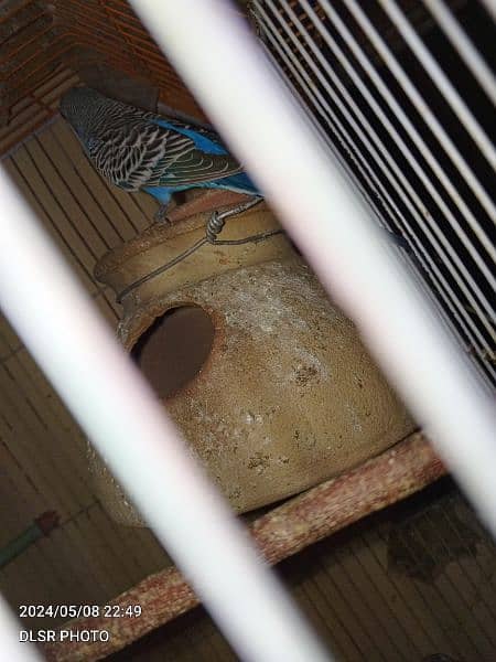 two budgie pair full active and healthy with cage sale 14
