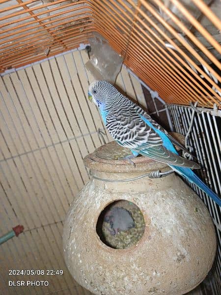 two budgie pair full active and healthy with cage sale 15
