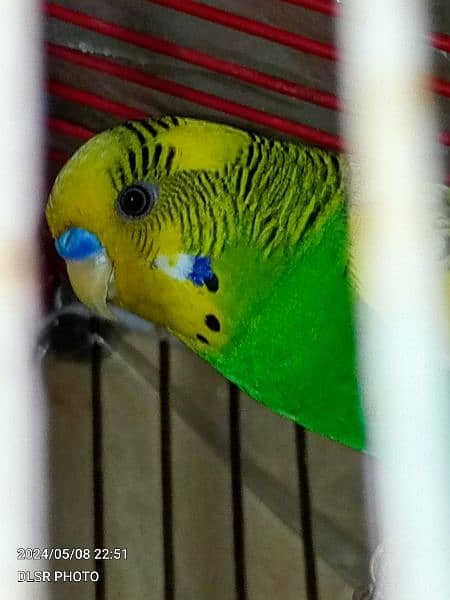 two budgie pair full active and healthy with cage sale 16
