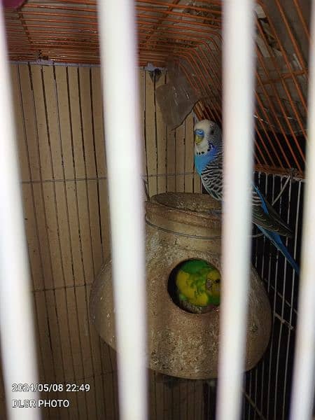 two budgie pair full active and healthy with cage sale 17