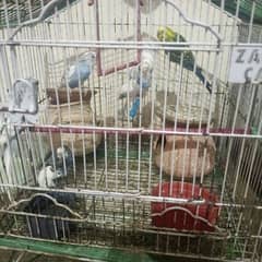 parrot for selling emergency. there are total 7 parrots with cage