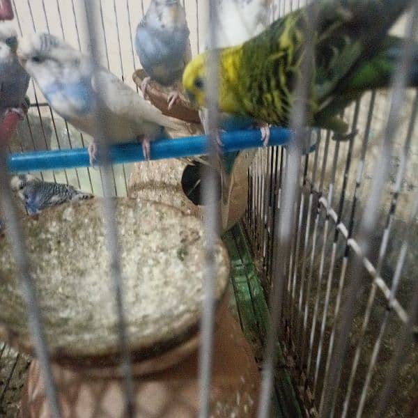 parrot for selling emergency. there are total 7 parrots with cage 1