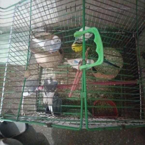 parrot for selling emergency. there are total 7 parrots with cage 2