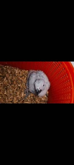african grey raw and turquise ringneck