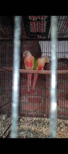 Pineapple Conure female high red fector
