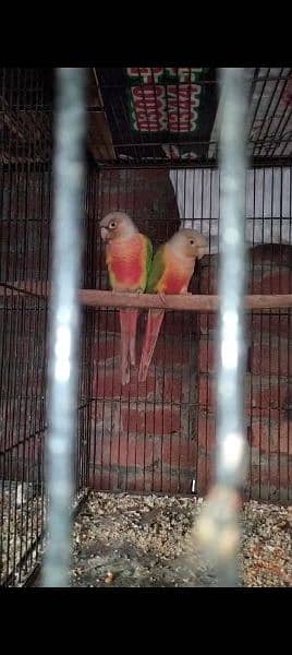 Pineapple Conure female high red fector 1