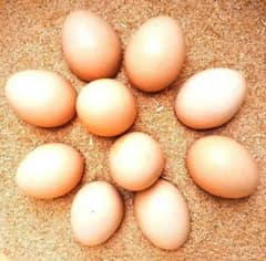 Egg for sale Aseel mianwali breed