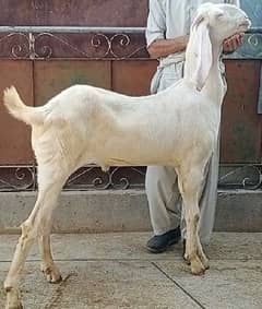 Gulabi bakra / goat qurbani 2024