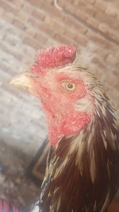 purebred aseel rooster for sale  champion bloodline